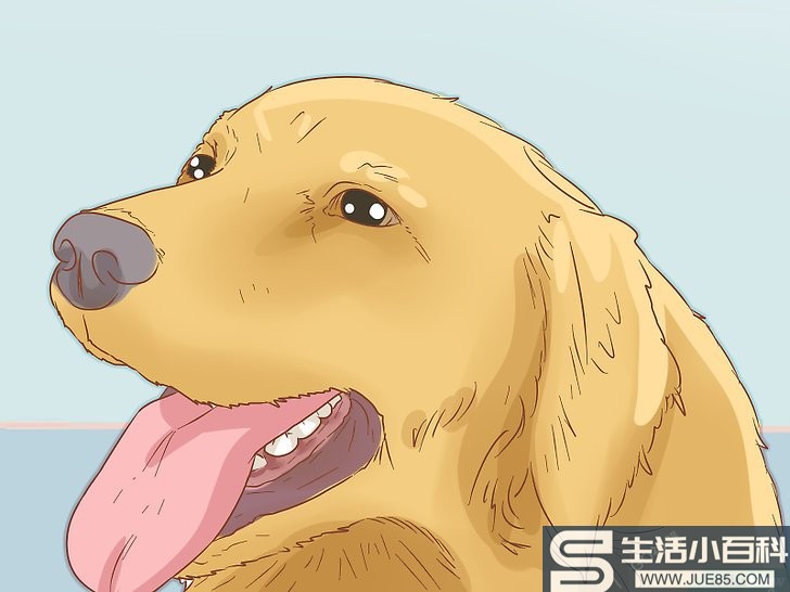 3种方法来治疗中暑的爱犬