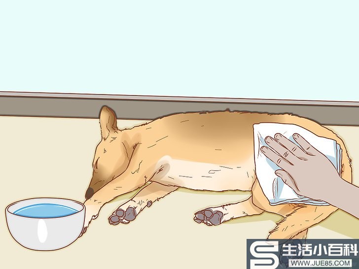 3种方法来治疗中暑的爱犬