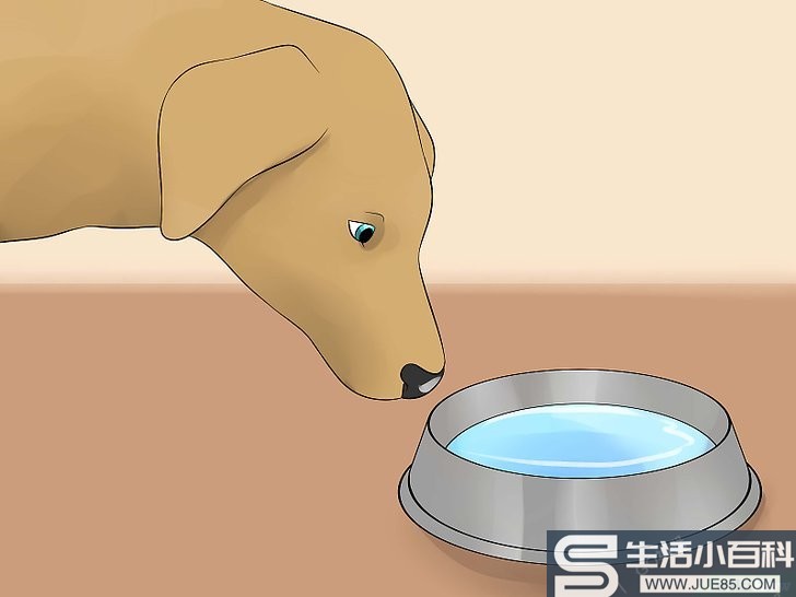 如何鼓励狗狗多喝水: 15 步骤