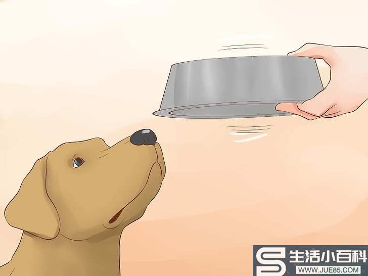 如何鼓励狗狗多喝水: 15 步骤