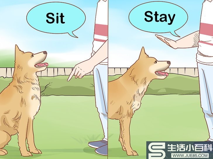 如何自己训练服务犬: 15 步骤