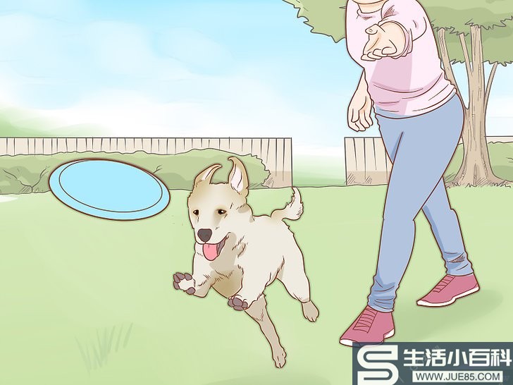 如何自己训练服务犬: 15 步骤