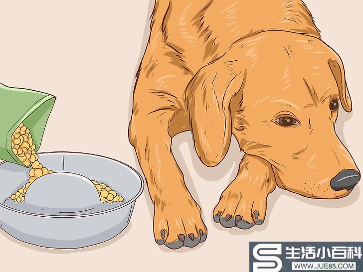 3种方法来帮狗排出异物