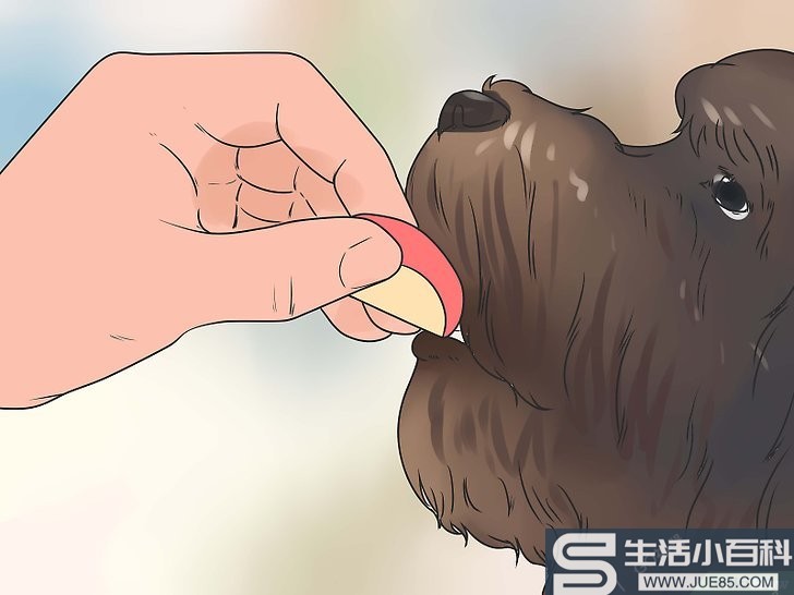 如何避免狗狗过度脱毛: 8 步骤