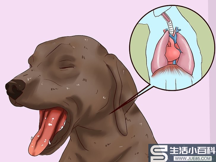 如何辨别狗狗体内不同种类的寄生虫