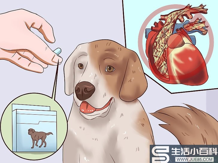 如何辨别狗狗体内不同种类的寄生虫