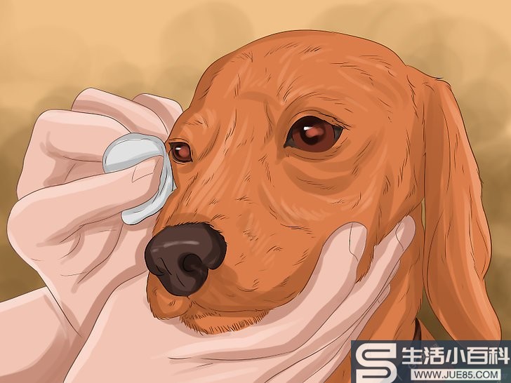 如何处理狗狗的眼部感染
