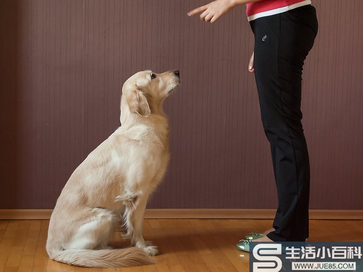 3种方法来训练狗狗坐下