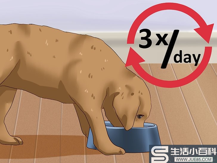如何给幼犬断奶: 10 步骤