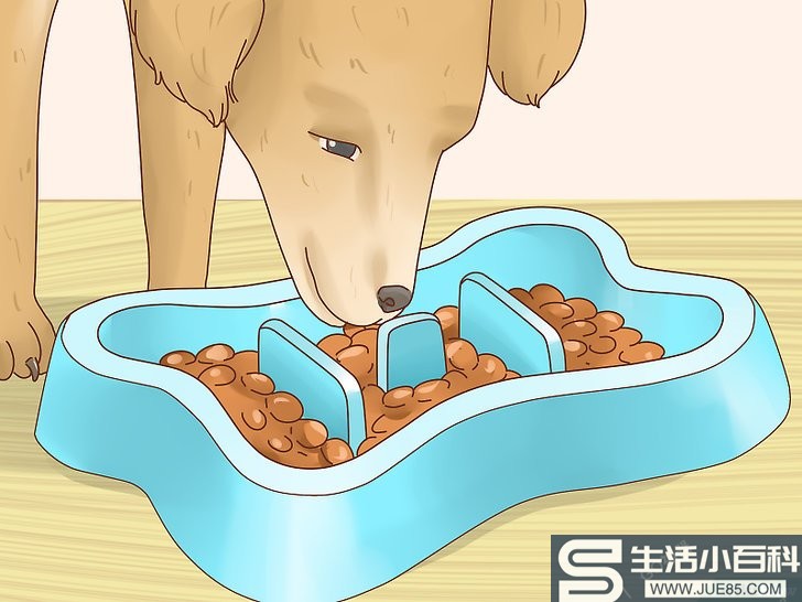 3种方法来增加狗狗的食欲