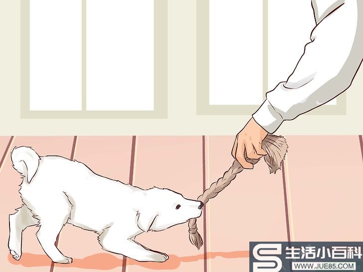 如何训练狗狗不乱咬: 9 步骤