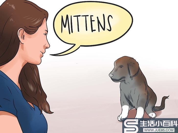 3种方法来给你的狗取名字