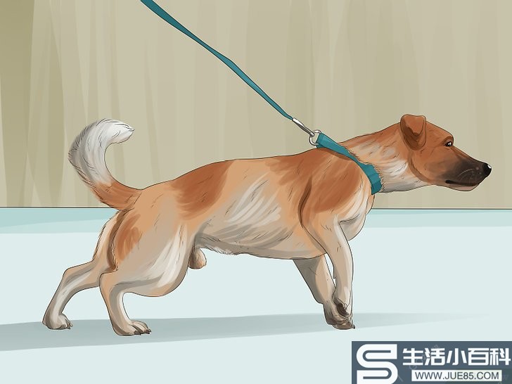 13种方法来训练狗狗