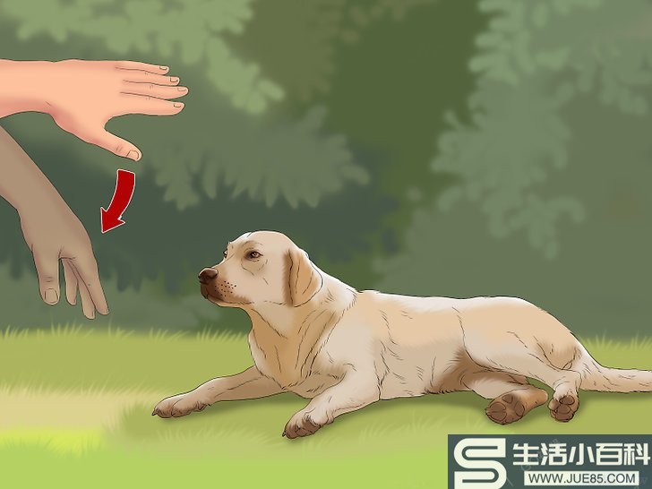 13种方法来训练狗狗