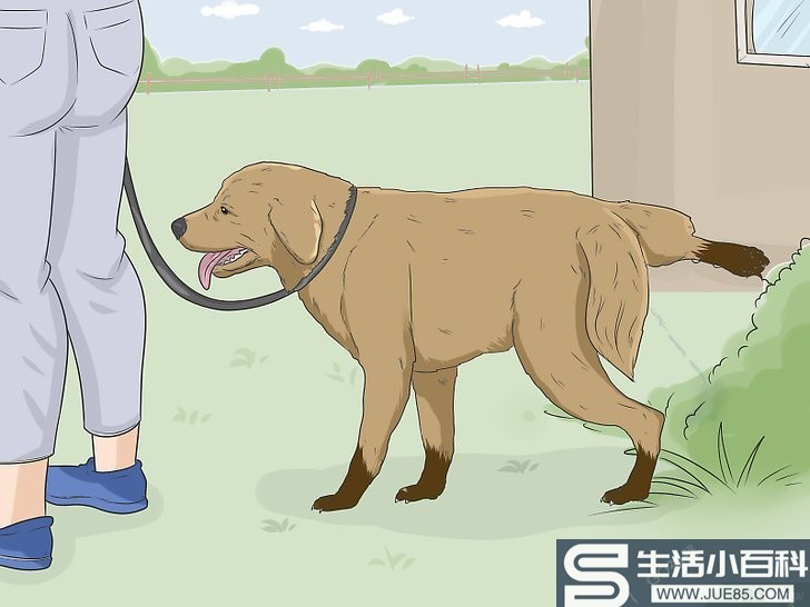 如何训练狗到固定地方大小便