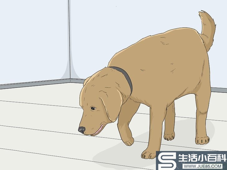 如何训练狗到固定地方大小便