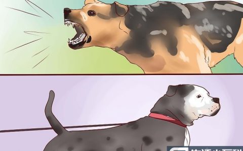 3种方法来把小狗训练成护卫犬