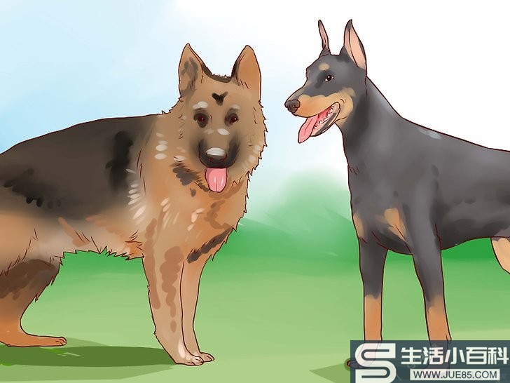 3种方法来训练护卫犬