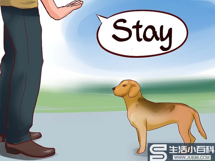 3种方法来训练护卫犬