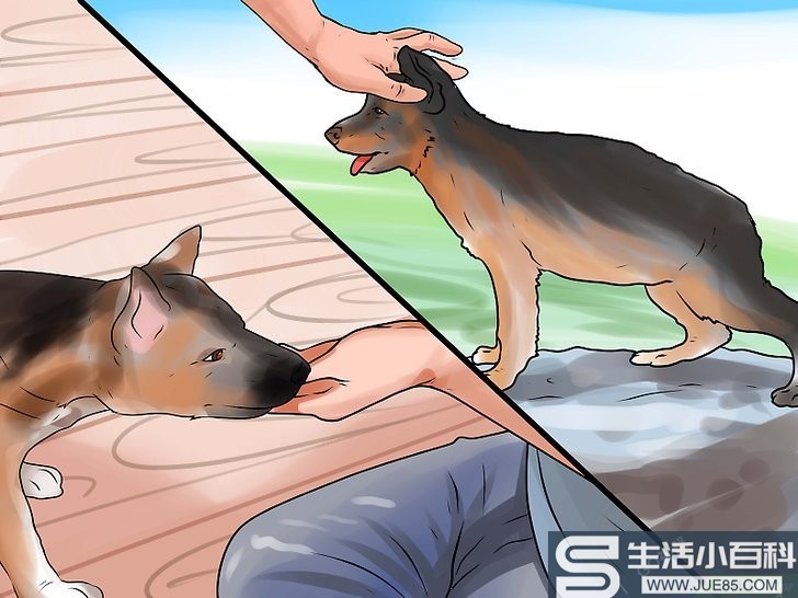 3种方法来训练德国牧羊犬