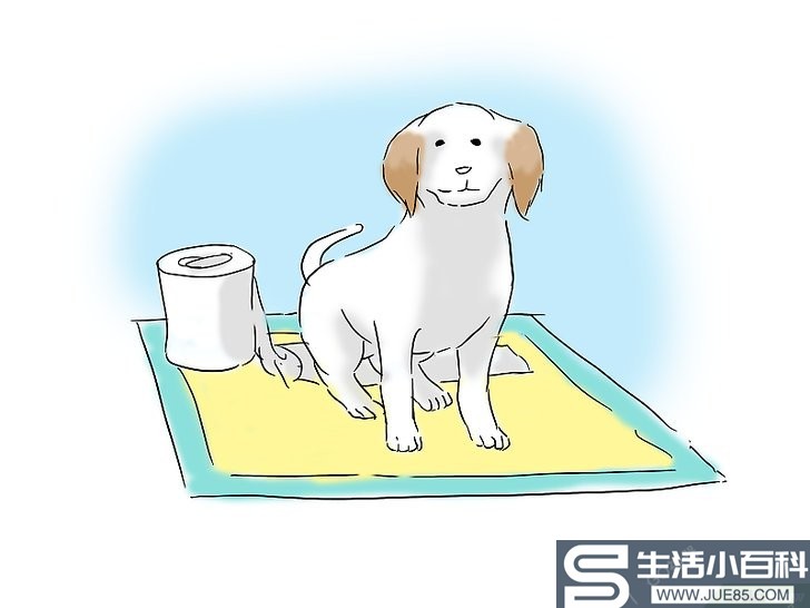 如何训练小狗如厕: 12 步骤
