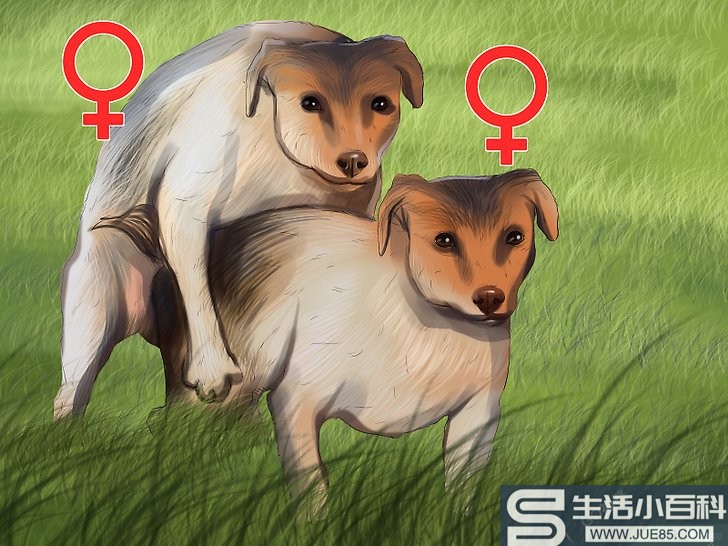 3种方法来判断狗的性别