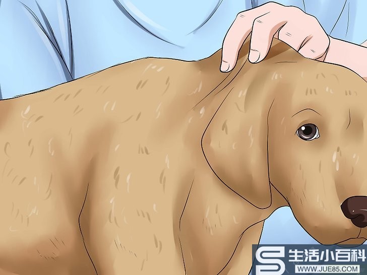 如何判断狗狗是否脱水: 9 步骤
