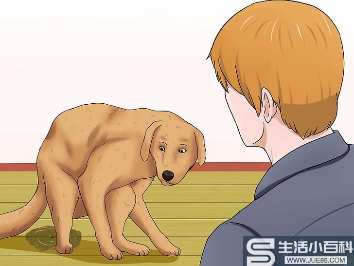 如何判断狗狗是否脱水: 9 步骤