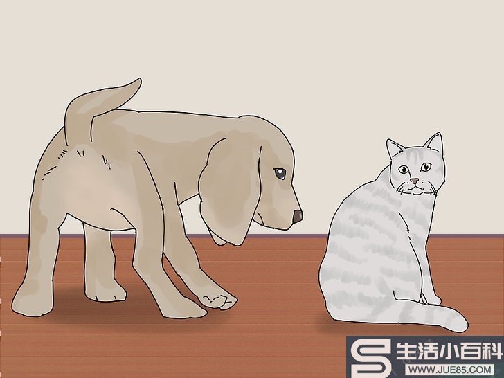 如何让猫和狗和平相处: 14 步骤