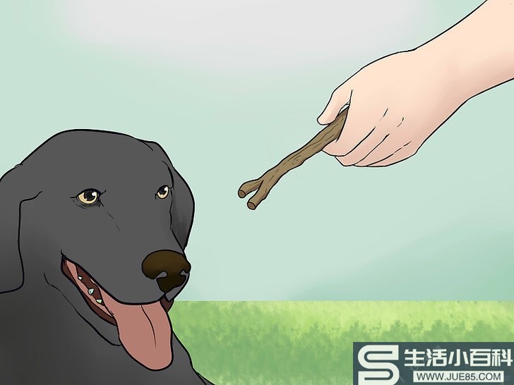 3种方法来让狗狗在燃放烟花时保持冷静