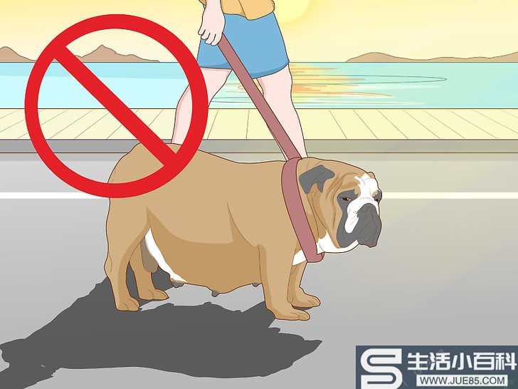 如何让狗在炎热的天气里保持凉爽