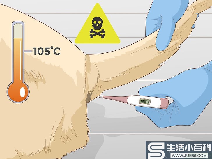 如何让狗在炎热的天气里保持凉爽