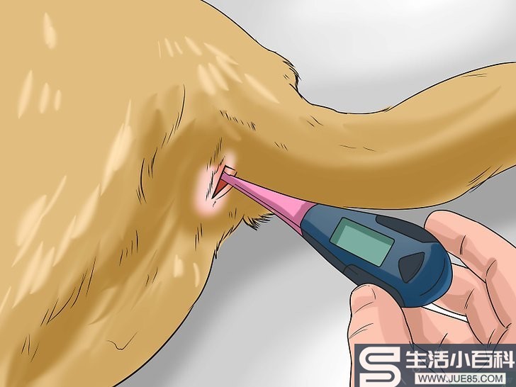 如何判断您的爱犬是否患有犬细小病毒性肠炎