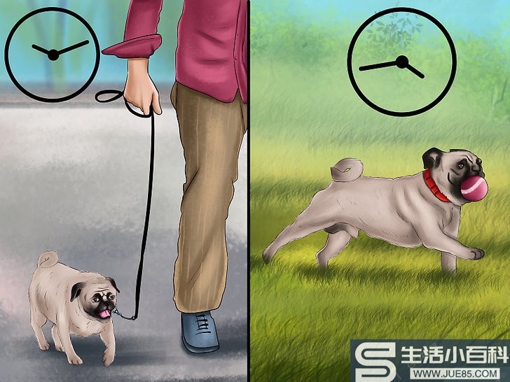 4种方法来照顾哈巴狗