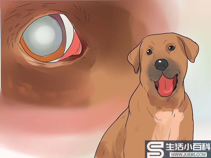 如何判断小狗在疼痛中: 12 步骤