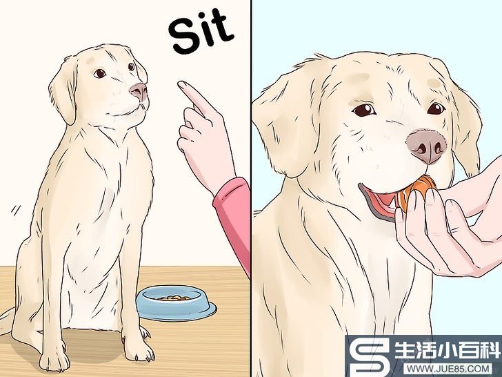 如何让爱犬减慢进食速度