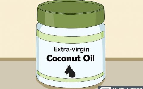 如何使用椰子油给狗狗驱除跳蚤以及护理皮肤