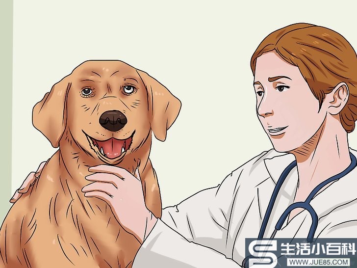 如何治疗犬窝咳: 13 步骤