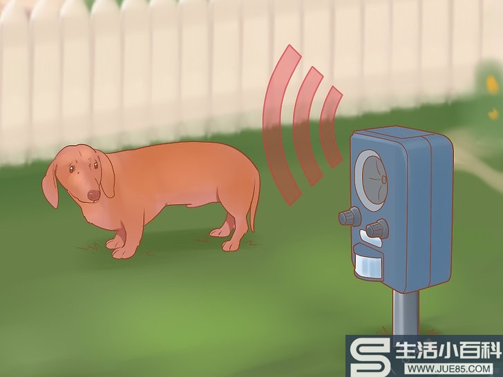 3种方法来让小狗远离草坪