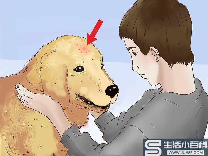 如何治疗小狗身上跳蚤的叮咬