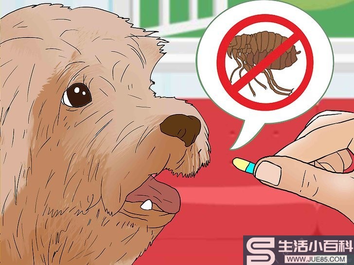 如何治疗小狗身上跳蚤的叮咬