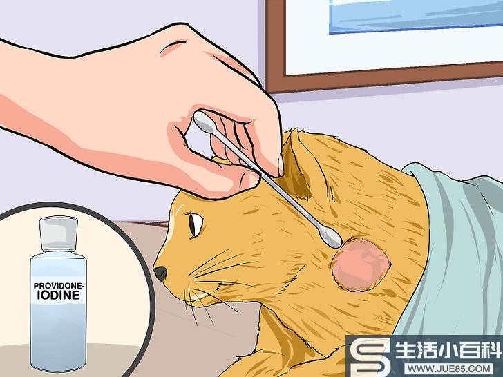 如何清洁猫咪的伤口