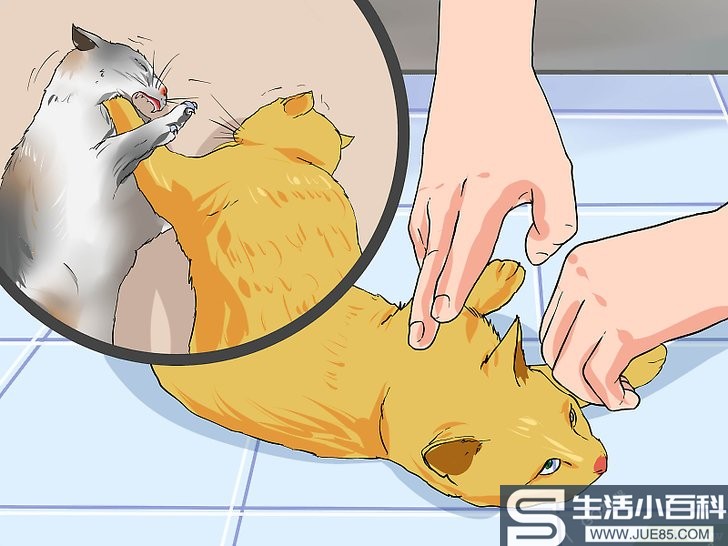如何清洁猫咪的伤口