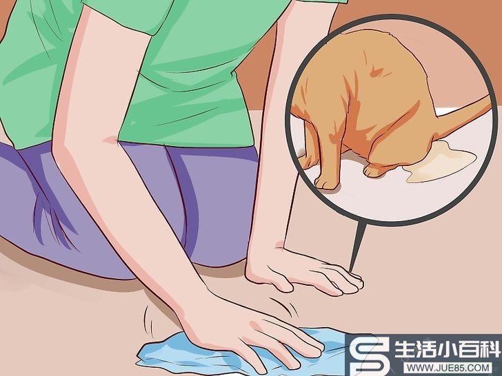 3种方法来训练小猫使用猫砂