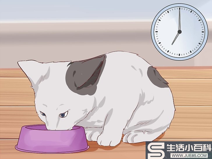 3种方法来训练小猫使用猫砂