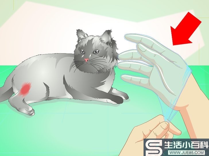 如何治疗猫身上的脓肿