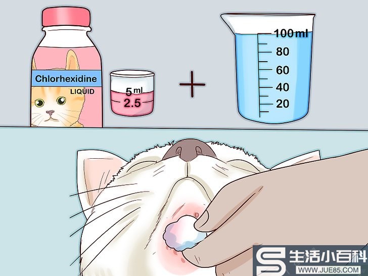 如何治疗猫痤疮: 14 步骤