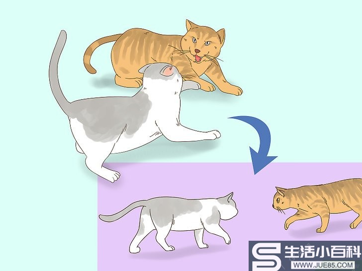 3种方法来判断猫咪是在玩耍还是打架