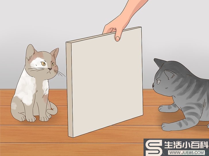 3种方法来判断猫咪是在玩耍还是打架