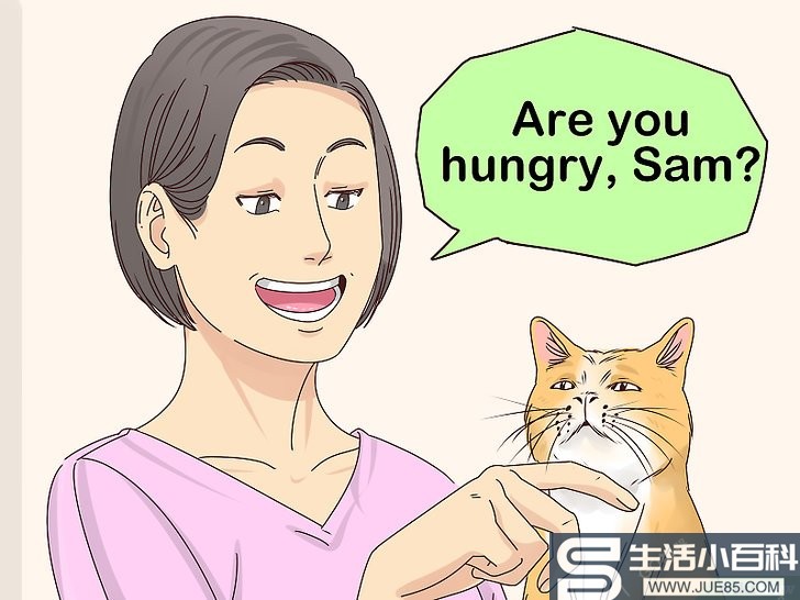 如何让猫咪喜欢你: 13 步骤